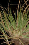 Shaved sedge